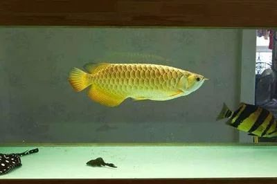 龍魚缸放維生素c的作用和功效vs祥龍魚場：祥龍魚場的龍魚品種介紹 龍魚缸放維生素c的作用和功效vs祥龍魚場：祥龍魚場的龍魚品種介紹 vs祥龍魚場 第4張