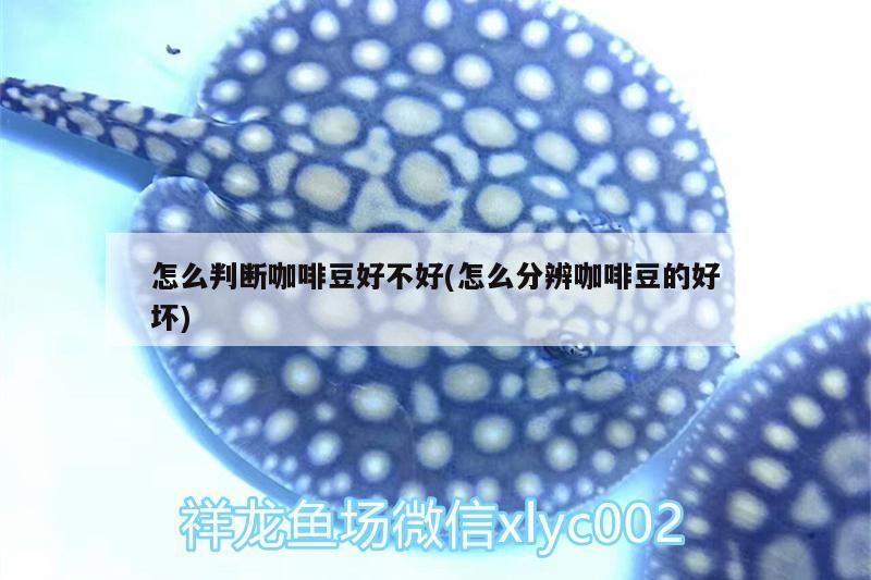 魚缸造景先放沙還是先放水(魚缸造景先鋪沙還是先放石頭) 怎么判斷咖啡豆好不好(怎么分辨咖啡豆的好壞) 馬來西亞咖啡 怎么判斷咖啡豆好不好(怎么分辨咖啡豆的好壞) 怎么判斷咖啡豆好不好(怎么分辨咖啡豆的好壞) 馬來西亞咖啡