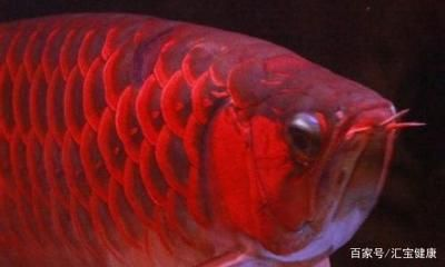 日本紅龍魚 日本紅龍魚 紅龍魚百科 第1張
