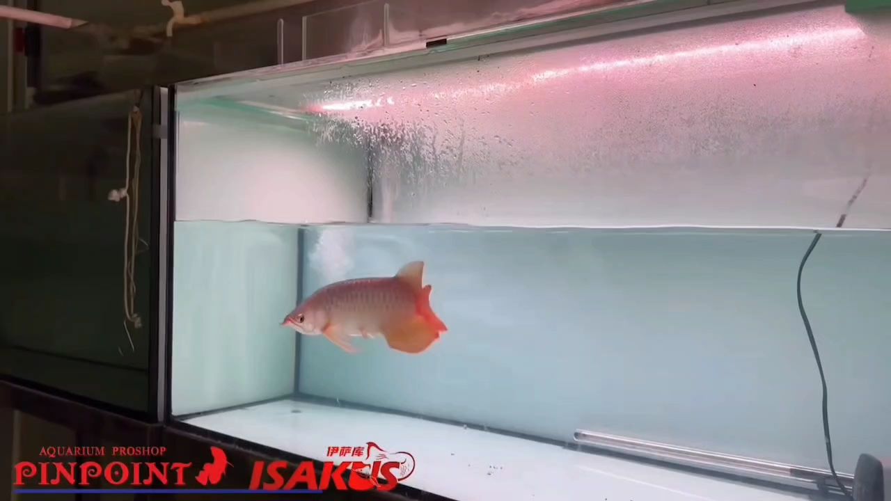 新魚(yú)狀態(tài)有待提高，穩(wěn)定后陸續(xù)更新，先預(yù)熱發(fā)一條