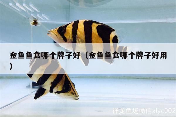 蘇虎苗飼料選擇指南，蘇虎苗的飼料選擇指南 蘇虎苗飼料選擇指南，蘇虎苗的飼料選擇指南 虎魚百科 第6張