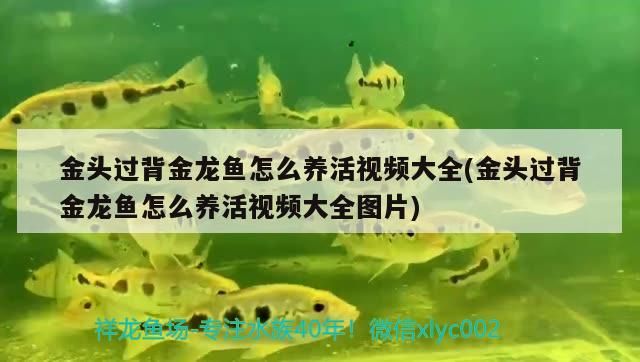 金頭過背金龍魚怎么養活視頻大全(金頭過背金龍魚怎么養活視頻大全圖片)