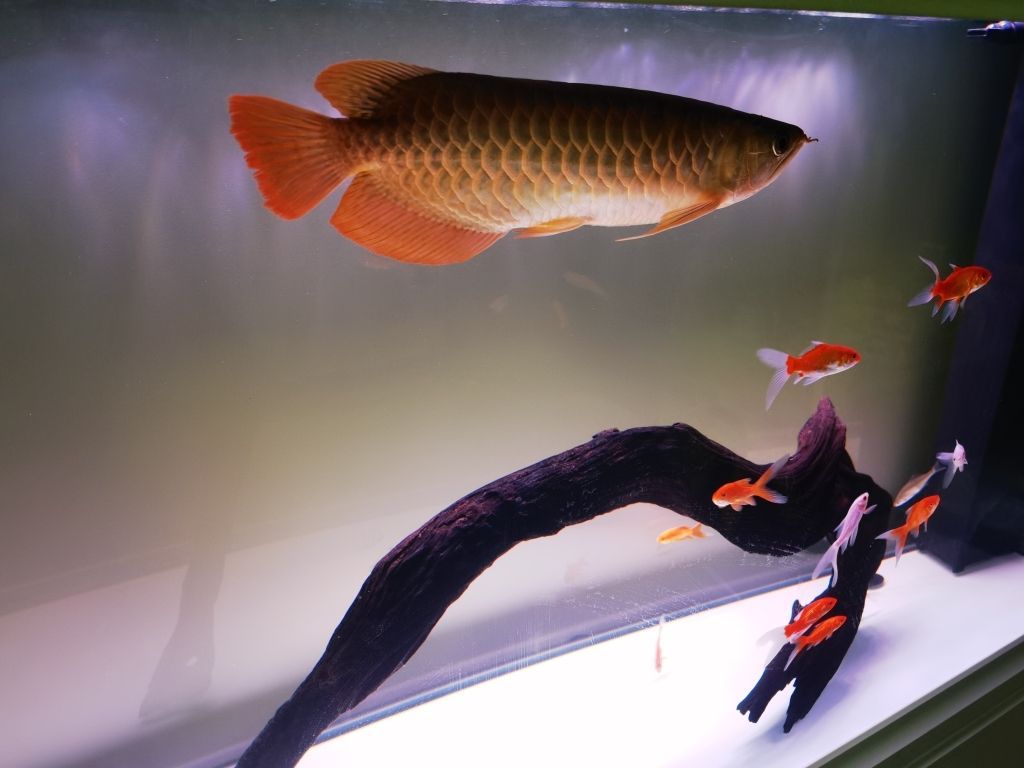 魟魚生長緩慢的原因：魟魚生長緩慢可能由以下幾個原因引起[需手動填充]魚生長緩慢的原因 魟魚生長緩慢的原因：魟魚生長緩慢可能由以下幾個原因引起[需手動填充]魚生長緩慢的原因 魟魚百科 第1張