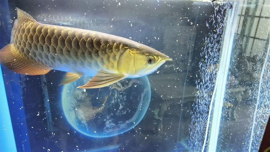 魟魚生長緩慢的原因：魟魚生長緩慢可能由以下幾個原因引起[需手動填充]魚生長緩慢的原因 魟魚生長緩慢的原因：魟魚生長緩慢可能由以下幾個原因引起[需手動填充]魚生長緩慢的原因 魟魚百科 第2張