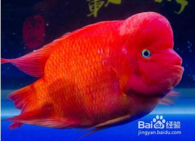 豬鼻龜的食物鸚鵡魚遲可以嗎：豬鼻龜吃鸚鵡魚嗎 豬鼻龜的食物鸚鵡魚遲可以嗎：豬鼻龜吃鸚鵡魚嗎 豬鼻龜百科 第4張