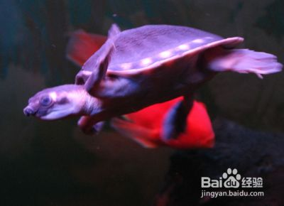 豬鼻龜的食物鸚鵡魚遲可以嗎：豬鼻龜吃鸚鵡魚嗎 豬鼻龜的食物鸚鵡魚遲可以嗎：豬鼻龜吃鸚鵡魚嗎 豬鼻龜百科 第8張