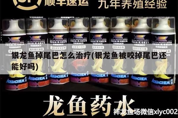 銀龍魚掉尾巴怎么治療(銀龍魚被咬掉尾巴還能好嗎)