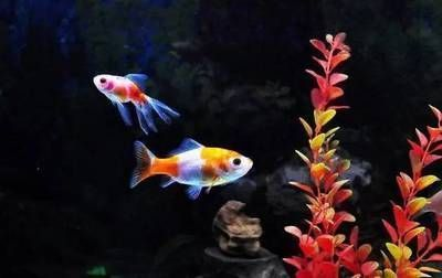 水族館賣魚嗎賺錢嗎(水族館是否賣魚以及其盈利性) 水族館百科(水族館加盟) 第1張 水族館賣魚嗎賺錢嗎(水族館是否賣魚以及其盈利性) 水族館賣魚嗎賺錢嗎(水族館是否賣魚以及其盈利性) 水族館百科(水族館加盟) 第1張