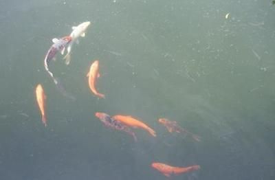水族館賣魚嗎賺錢嗎(水族館是否賣魚以及其盈利性) 水族館百科(水族館加盟) 第5張 水族館賣魚嗎賺錢嗎(水族館是否賣魚以及其盈利性) 水族館賣魚嗎賺錢嗎(水族館是否賣魚以及其盈利性) 水族館百科(水族館加盟) 第5張