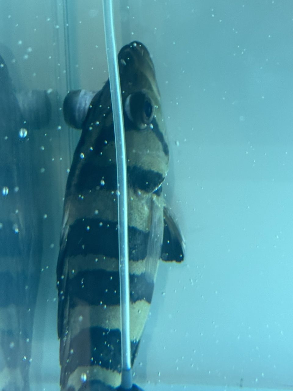 虎魚還有救么