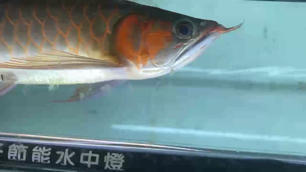 踩點 踩點 龍魚論壇