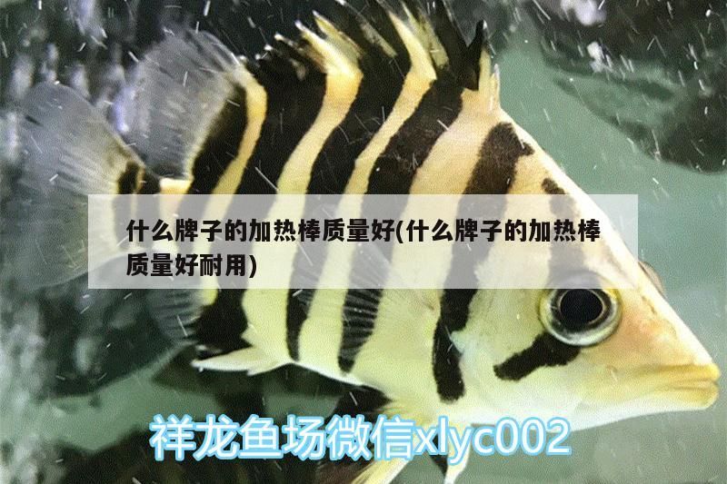 什么牌子的加熱棒質量好(什么牌子的加熱棒質量好耐用)