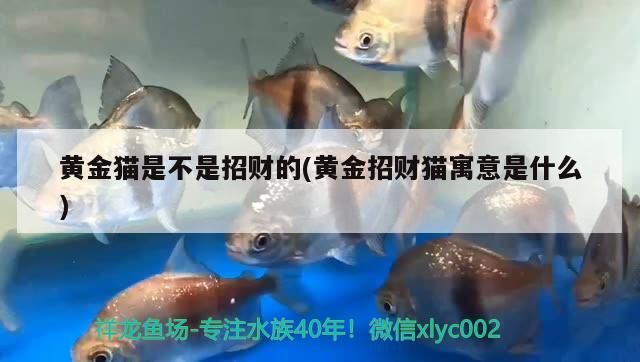 黃金貓是不是招財的(黃金招財貓寓意是什么)