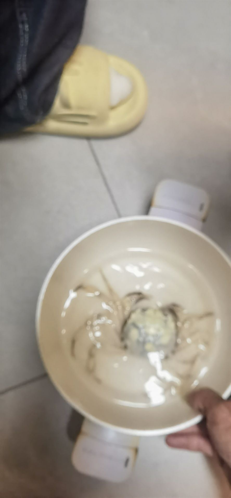 買大閘蟹買到只白化大閘蟹 龍魚論壇 第2張 買大閘蟹買到只白化大閘蟹 買大閘蟹買到只白化大閘蟹 龍魚論壇 第2張