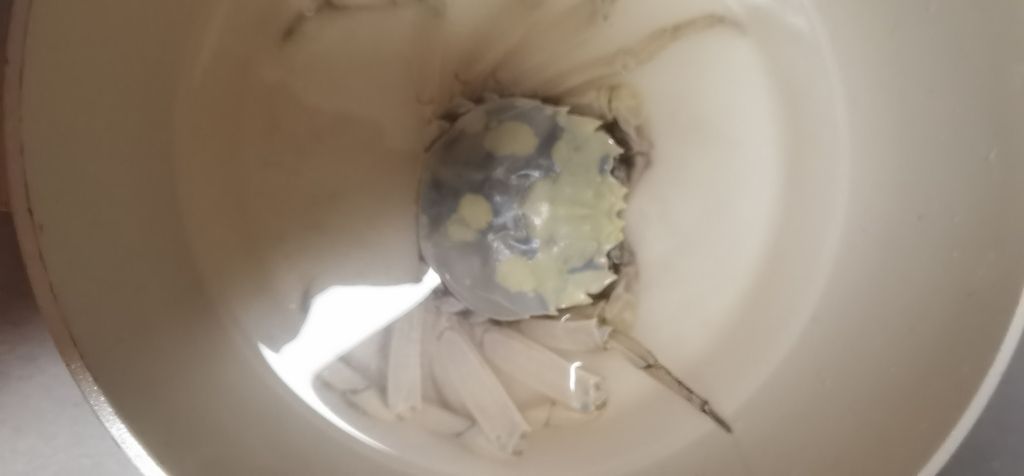 買大閘蟹買到只白化大閘蟹 龍魚論壇 第3張 買大閘蟹買到只白化大閘蟹 買大閘蟹買到只白化大閘蟹 龍魚論壇 第3張