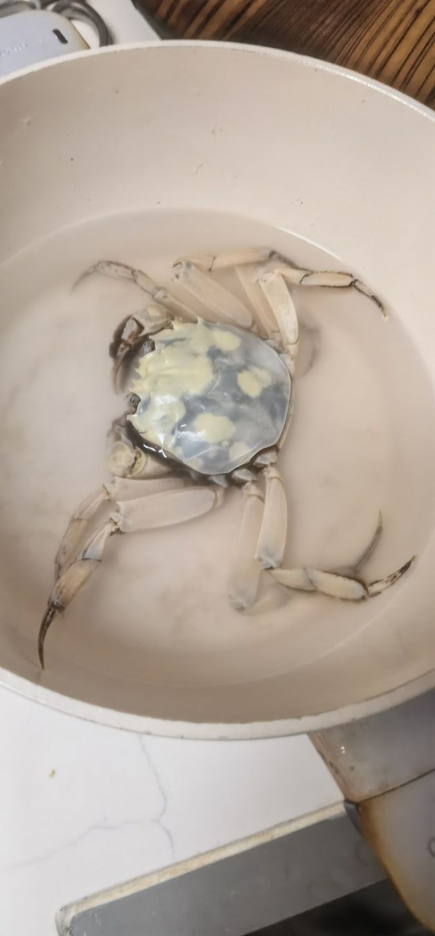 買大閘蟹買到只白化大閘蟹 龍魚論壇 第5張 買大閘蟹買到只白化大閘蟹 買大閘蟹買到只白化大閘蟹 龍魚論壇 第5張