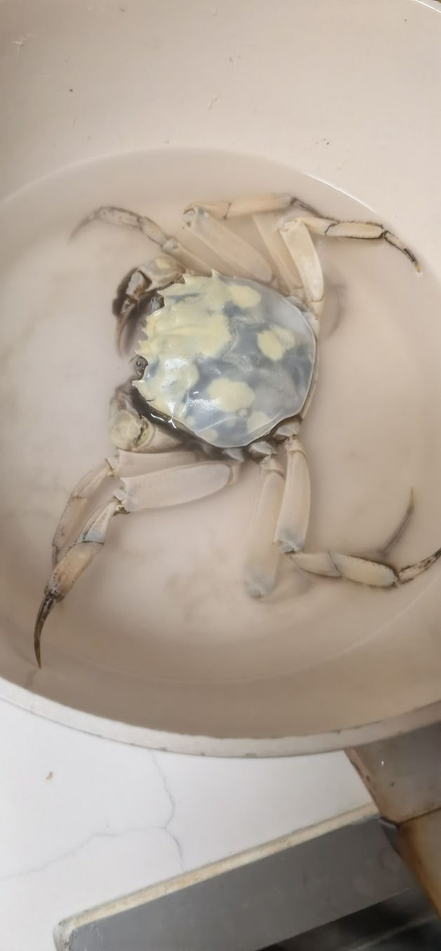 買大閘蟹買到只白化大閘蟹 龍魚論壇 第6張 買大閘蟹買到只白化大閘蟹 買大閘蟹買到只白化大閘蟹 龍魚論壇 第6張