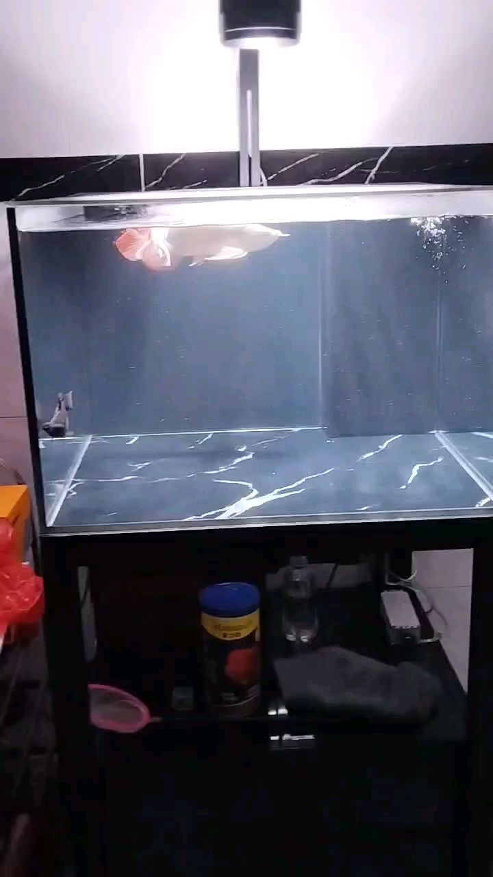 龍魚干蝦有營養嗎 喜歡就好 龍魚論壇 喜歡就好 喜歡就好 龍魚論壇