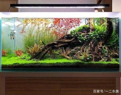 60的魚缸養多少條魚？：60厘米的魚缸養多少條魚缸養多少條魚缸養多少條魚 60的魚缸養多少條魚？：60厘米的魚缸養多少條魚缸養多少條魚缸養多少條魚 魚缸百科 第1張