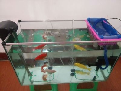 60的魚缸養多少條魚？：60厘米的魚缸養多少條魚缸養多少條魚缸養多少條魚 60的魚缸養多少條魚？：60厘米的魚缸養多少條魚缸養多少條魚缸養多少條魚 魚缸百科 第3張