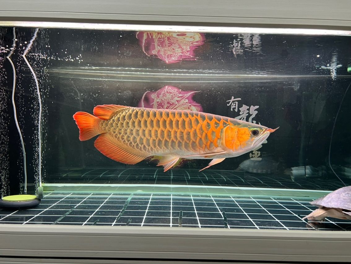 各位大俠幫忙看看龍魚(yú)品質(zhì)好不好，覺(jué)得還不是很紅，后期還會(huì)變紅嗎？