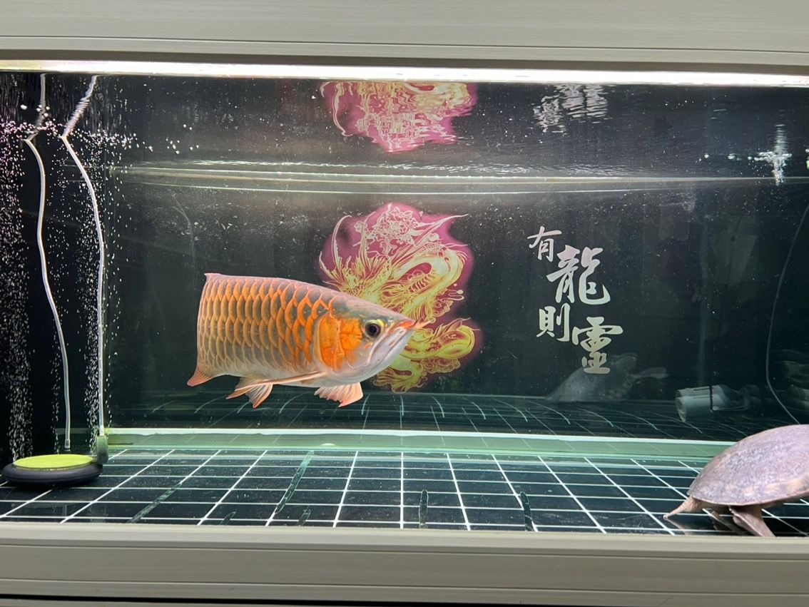 各位大俠幫忙看看龍魚(yú)品質(zhì)好不好，覺(jué)得還不是很紅，后期還會(huì)變紅嗎？