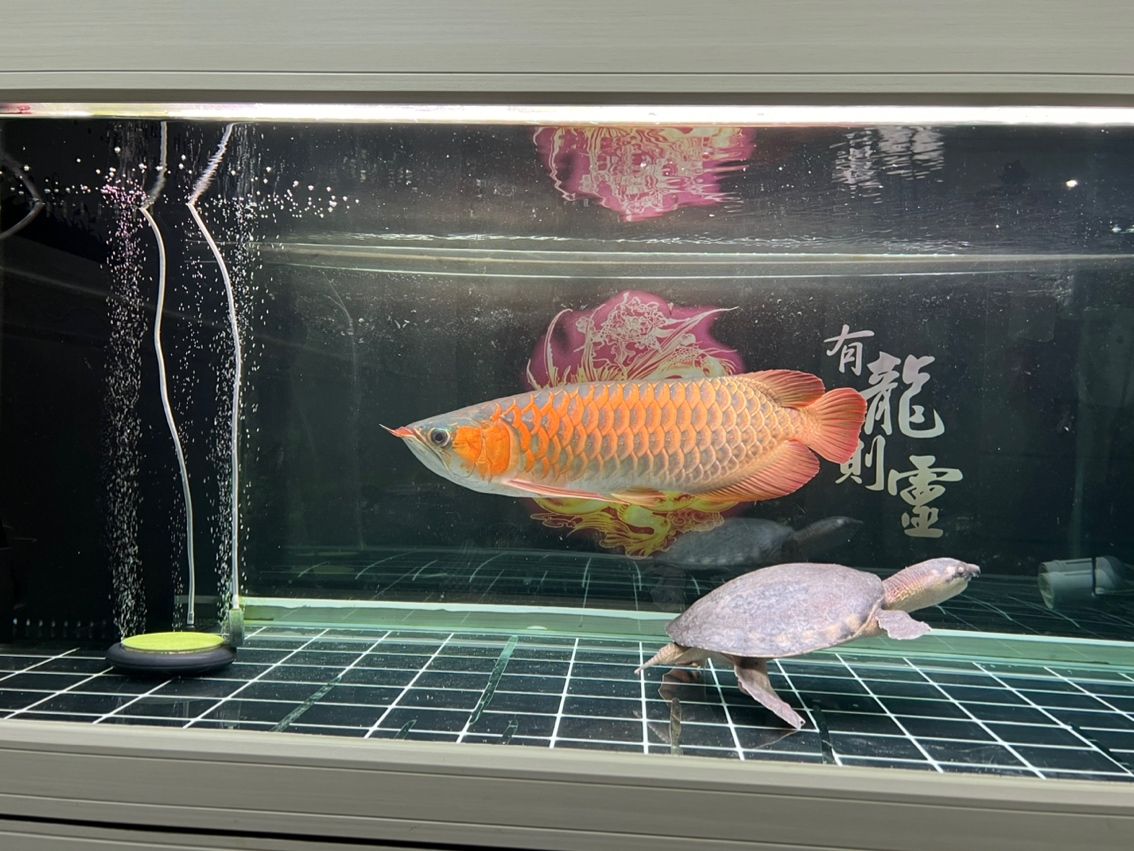各位大俠幫忙看看龍魚(yú)品質(zhì)好不好，覺(jué)得還不是很紅，后期還會(huì)變紅嗎？