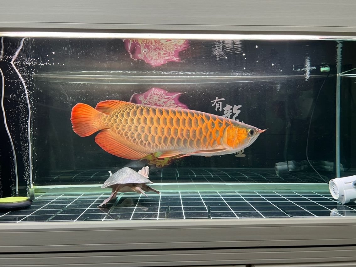 各位大俠幫忙看看龍魚(yú)品質(zhì)好不好，覺(jué)得還不是很紅，后期還會(huì)變紅嗎？