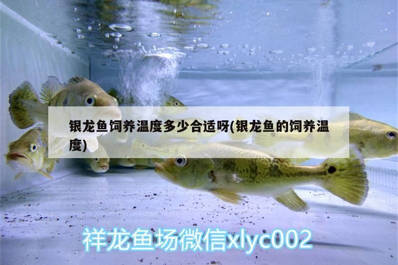 銀龍魚飼養溫度多少合適呀(銀龍魚的飼養溫度)