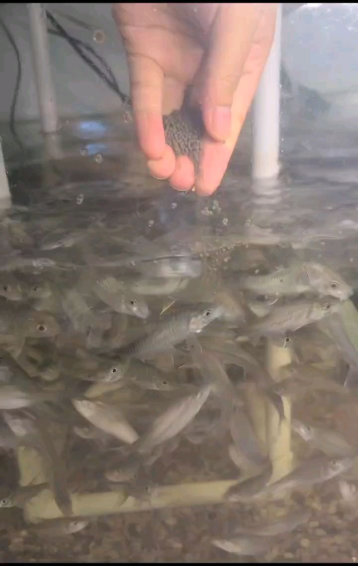 盈江結魚