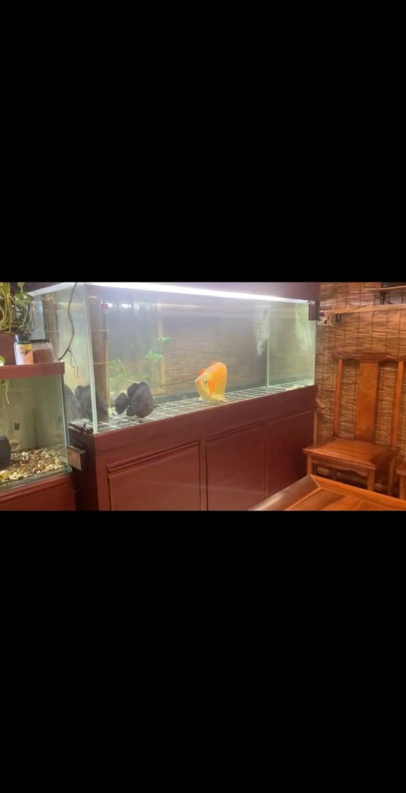 品茶觀魚漫人生 靜夜茶濃魚悠然 一根煙壓下所有 一首歌釋放內心 品茶觀魚漫人生 靜夜茶濃魚悠然 一根煙壓下所有 一首歌釋放內心