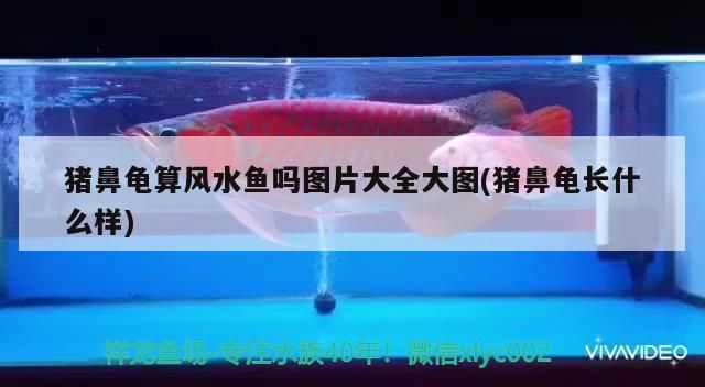 豬鼻龜算風水魚嗎圖片大全大圖(豬鼻龜長什么樣)