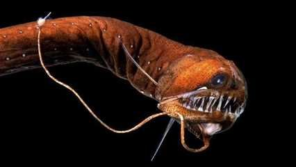 深海紅龍魚：深海紅龍魚的品種分類如何辨別深海紅龍魚的品種分類