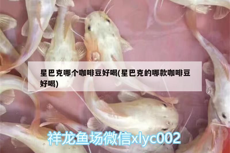 魚缸造景先放沙還是先放水(魚缸造景先鋪沙還是先放石頭) 星巴克哪個咖啡豆好喝(星巴克的哪款咖啡豆好喝) 馬來西亞咖啡 星巴克哪個咖啡豆好喝(星巴克的哪款咖啡豆好喝) 星巴克哪個咖啡豆好喝(星巴克的哪款咖啡豆好喝) 馬來西亞咖啡