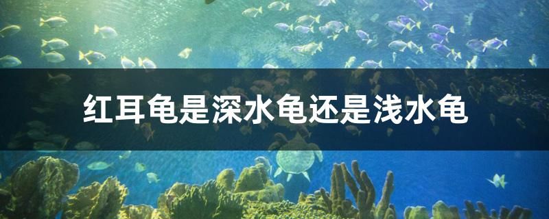 飼料 紅耳龜是深水龜還是淺水龜 黃金貓魚百科 紅耳龜是深水龜還是淺水龜 紅耳龜是深水龜還是淺水龜 黃金貓魚百科