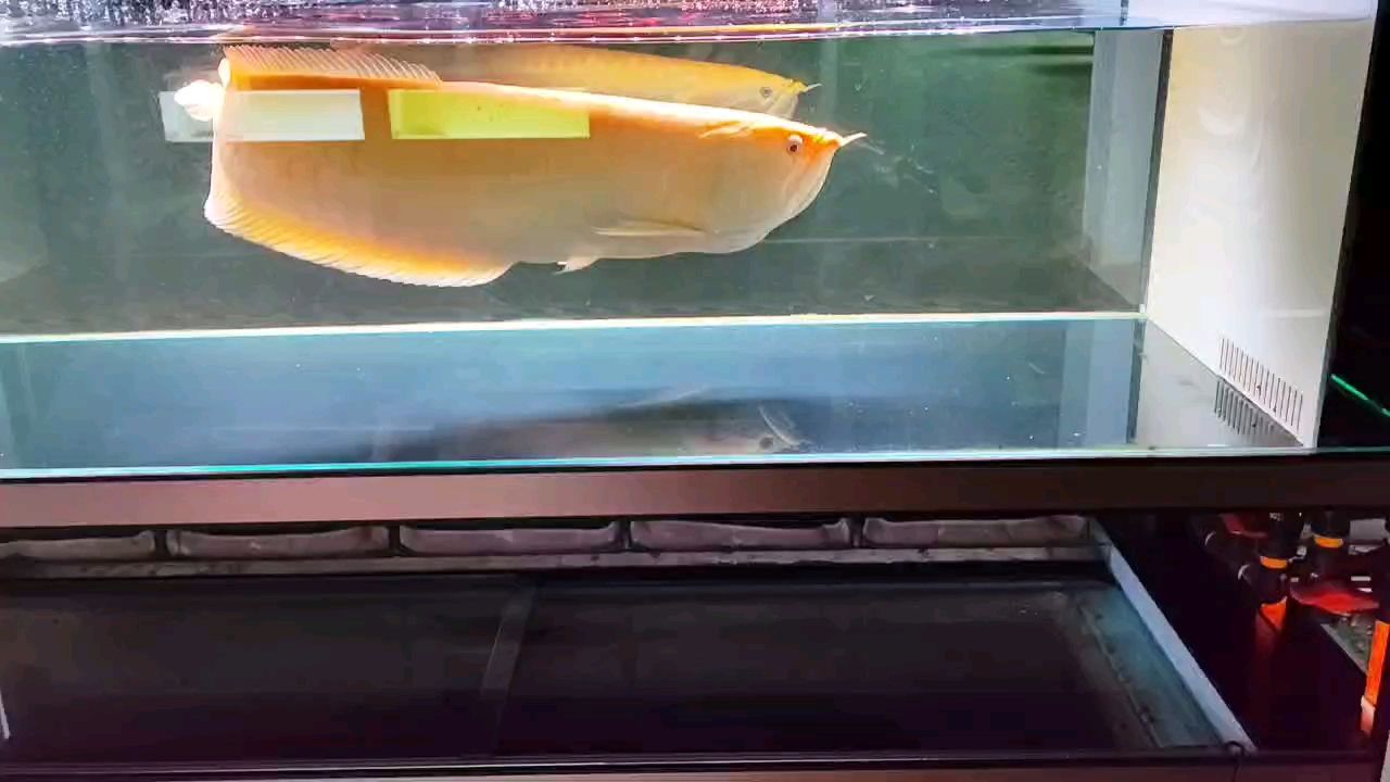 超大號，就是脾氣有些暴躁