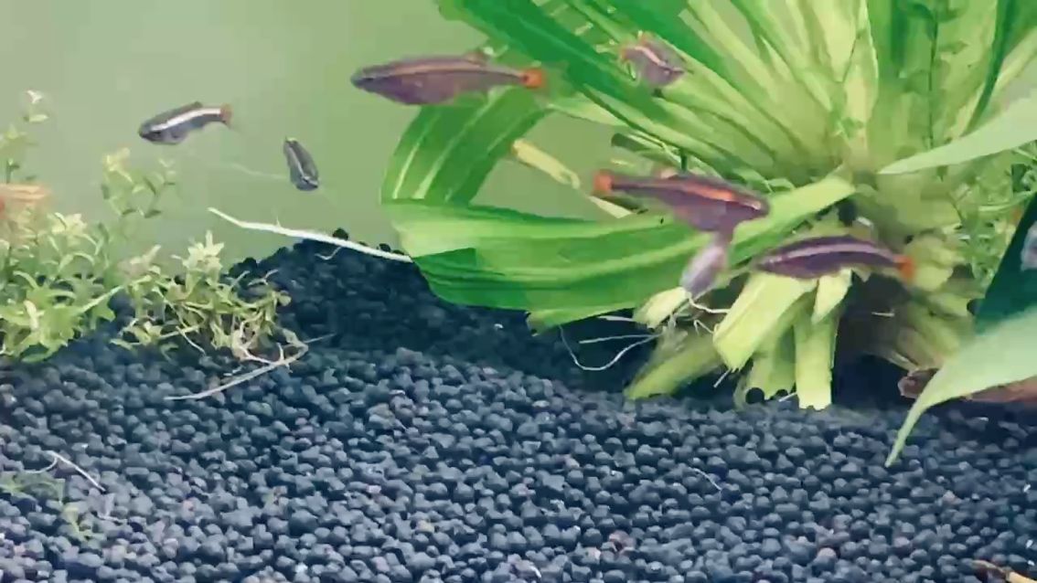 冷水魚