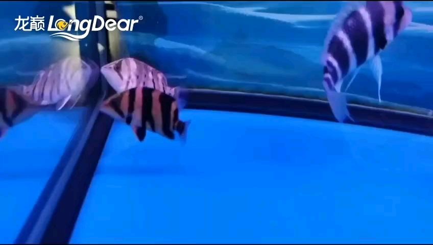 轉發(fā)606