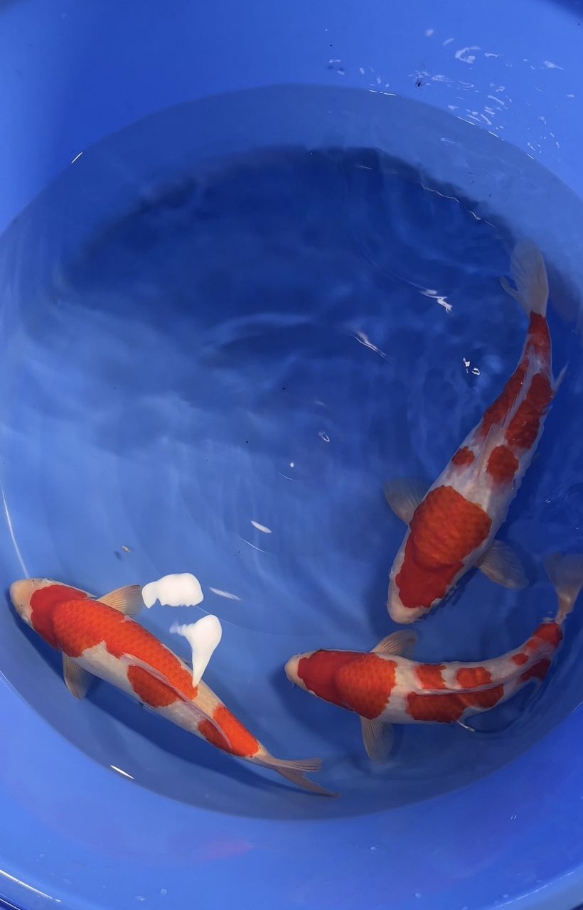 飛鳳魚和紅龍魚混養需要注意什么？（鳳魚和紅龍魚混養的日常管理checklist）