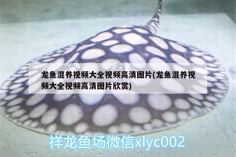 薛城區文佩觀賞魚店