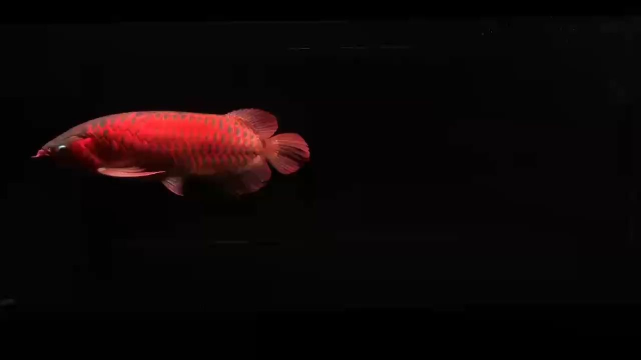 龍魚干蝦有營養嗎 沒人能阻止龍魚的誘惑 龍魚論壇 沒人能阻止龍魚的誘惑 沒人能阻止龍魚的誘惑 龍魚論壇