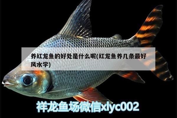 養(yǎng)紅龍魚的好處和壞處有哪些:養(yǎng)殖紅龍魚的注意事項 紅龍魚百科 第2張 養(yǎng)紅龍魚的好處和壞處有哪些:養(yǎng)殖紅龍魚的注意事項 養(yǎng)紅龍魚的好處和壞處有哪些:養(yǎng)殖紅龍魚的注意事項 紅龍魚百科 第2張