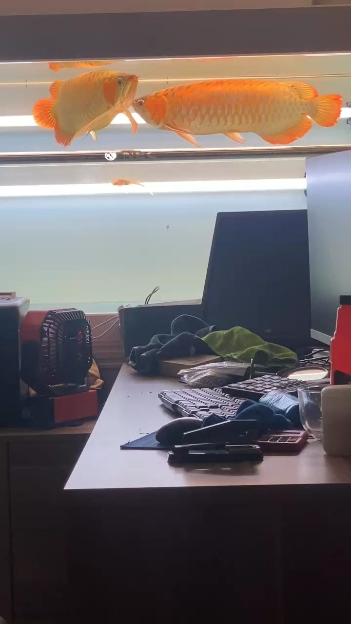配對紅龍