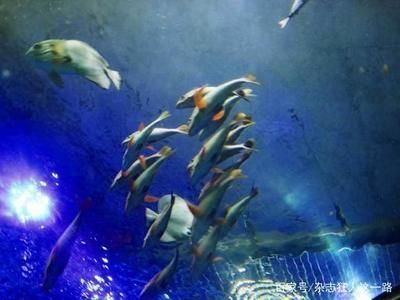 國內(nèi)好的水族館（中國國內(nèi)部分優(yōu)秀的水族館）