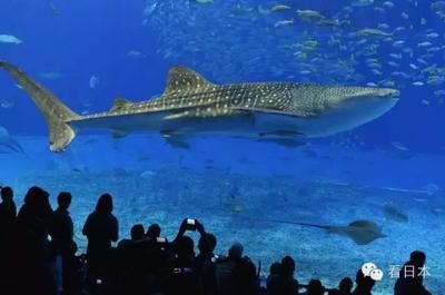 國內(nèi)好的水族館（中國國內(nèi)部分優(yōu)秀的水族館）