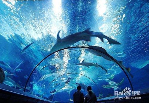 水族館生意怎么樣啊好做嗎：水族館加盟，如何在激烈的競爭中脫穎而出