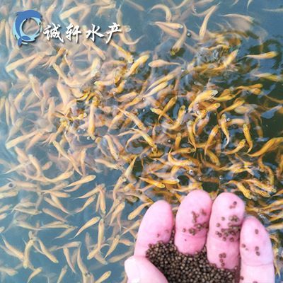 公園的觀賞魚(yú)好像草魚(yú)一樣（城市公園中的水生生態(tài)系統(tǒng)城市公園中的觀賞魚(yú)與觀賞魚(yú)的區(qū)別）