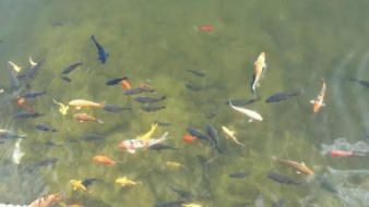 公園的觀賞魚好像草魚一樣（城市公園中的水生生態(tài)系統(tǒng)城市公園中的觀賞魚與觀賞魚的區(qū)別） 公園的觀賞魚好像草魚一樣（城市公園中的水生生態(tài)系統(tǒng)城市公園中的觀賞魚與觀賞魚的區(qū)別） 吉印水族 第4張