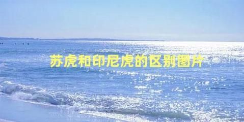 印尼虎蘇虎泰虎的區(qū)別：印尼虎、蘇虎和泰虎有什么區(qū)別？