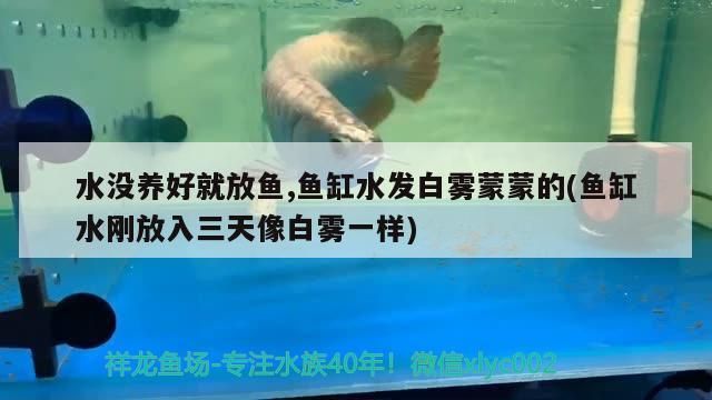 水沒養(yǎng)好就放魚,魚缸水發(fā)白霧蒙蒙的(魚缸水剛放入三天像白霧一樣)